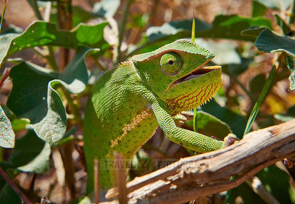 Chameleon, Chamaeleonidae