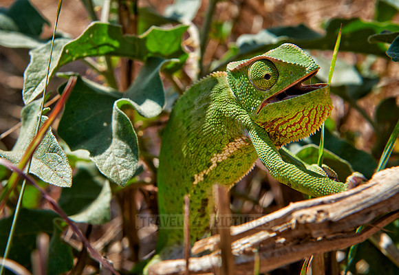 Chameleon, Chamaeleonidae