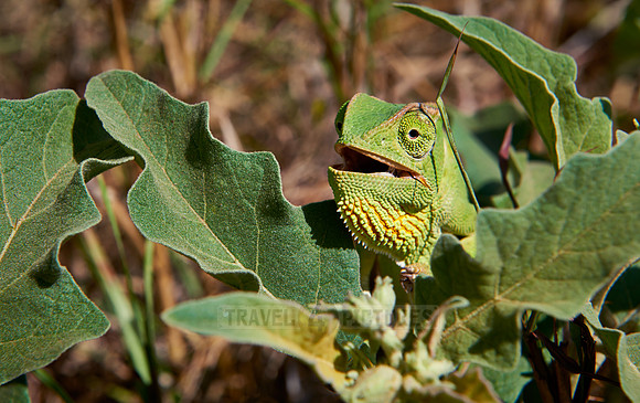 Chameleon, Chamaeleonidae