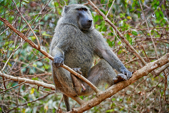 Olive baboon (Papio anubis)