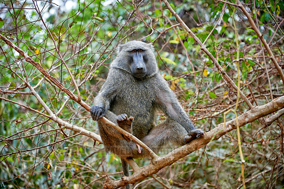 Olive baboon (Papio anubis)