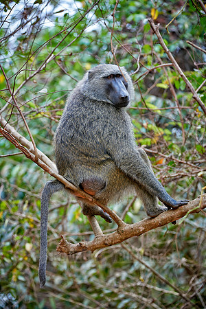 Olive baboon (Papio anubis)