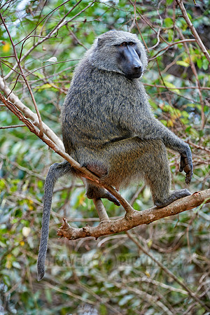 Olive baboon (Papio anubis)