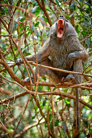 Olive baboon (Papio anubis)