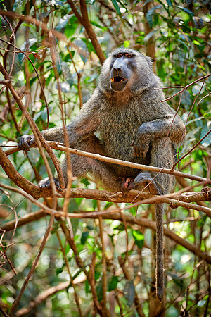 Olive baboon (Papio anubis)
