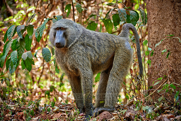 Olive baboon (Papio anubis)