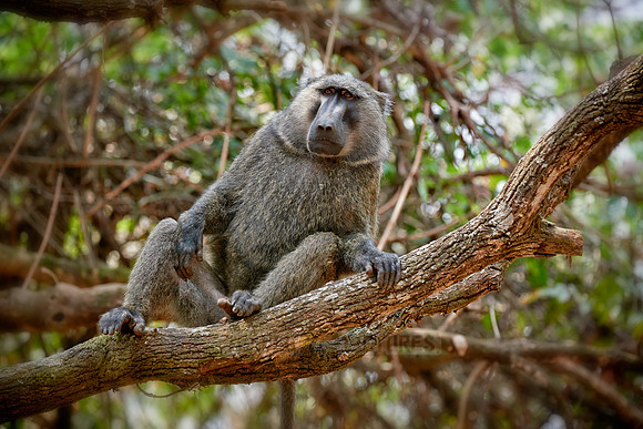 Olive baboon (Papio anubis)