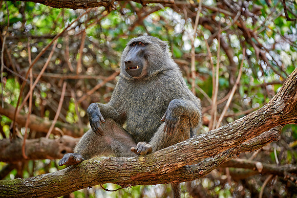 Olive baboon (Papio anubis)