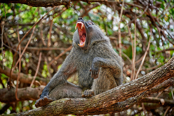Olive baboon (Papio anubis)