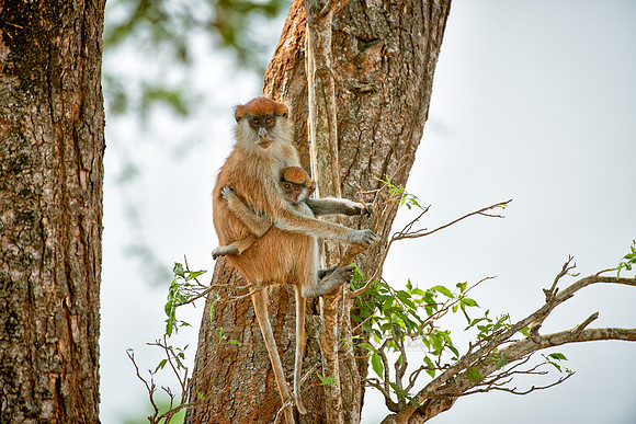 patas monkey or Hussar monkey