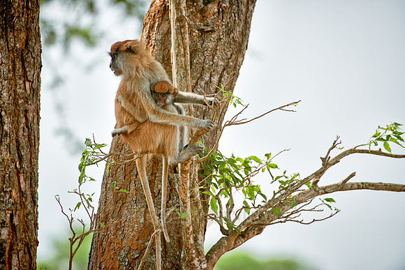 patas monkey or Hussar monkey