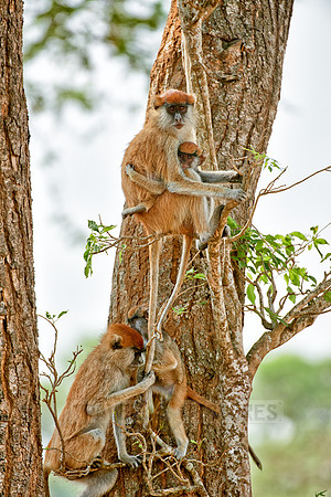 patas monkey or Hussar monkey