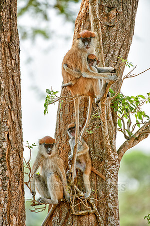 patas monkey or Hussar monkey