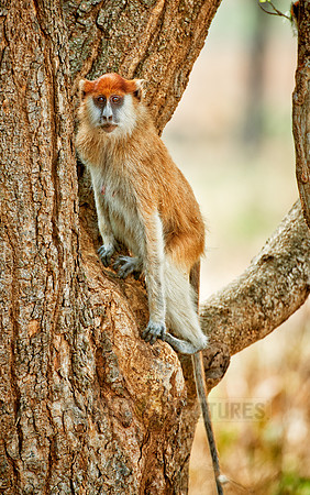patas monkey or Hussar monkey