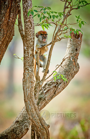 patas monkey or Hussar monkey
