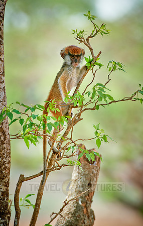patas monkey or Hussar monkey