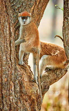 patas monkey or Hussar monkey