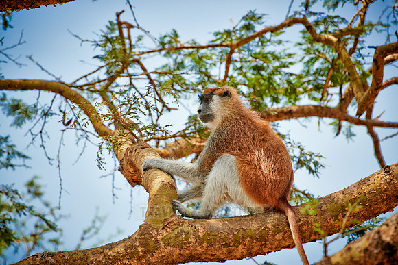 patas monkey or Hussar monkey