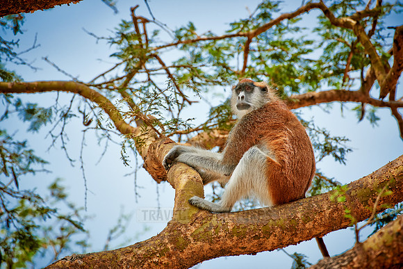 patas monkey or Hussar monkey