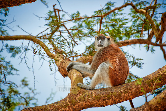 patas monkey or Hussar monkey