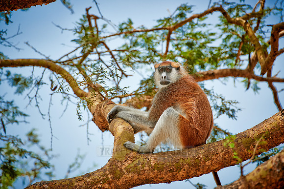 patas monkey or Hussar monkey
