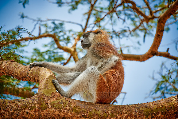 patas monkey or Hussar monkey