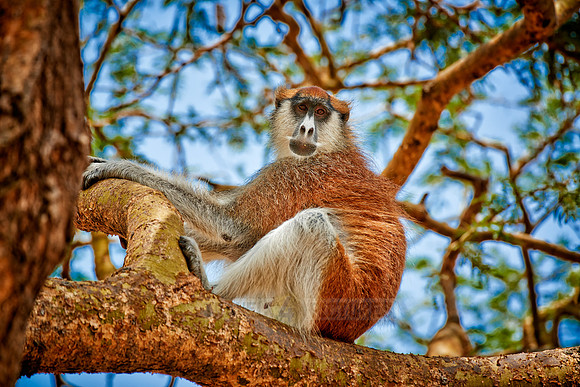 patas monkey or Hussar monkey