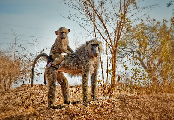 Olive baboon (Papio anubis)