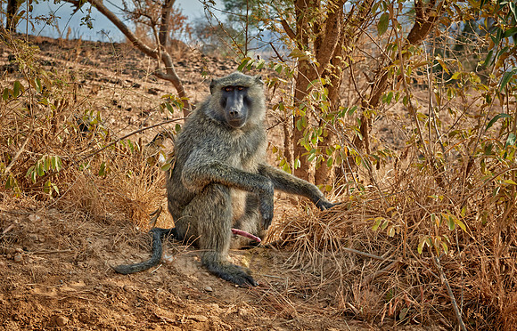 Olive baboon (Papio anubis)