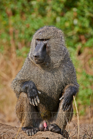 Olive baboon (Papio anubis)