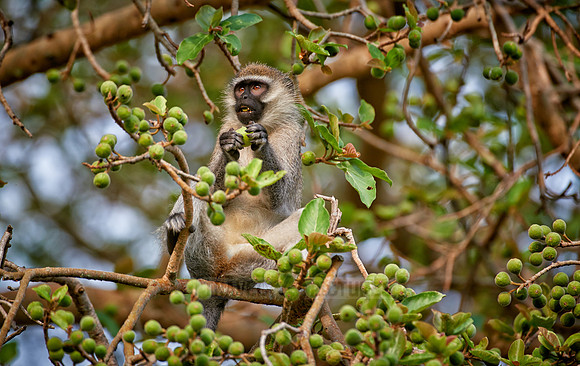 vervet monkey, Chlorocebus