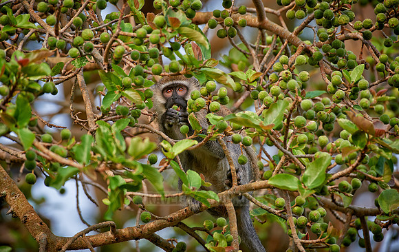 vervet monkey, Chlorocebus