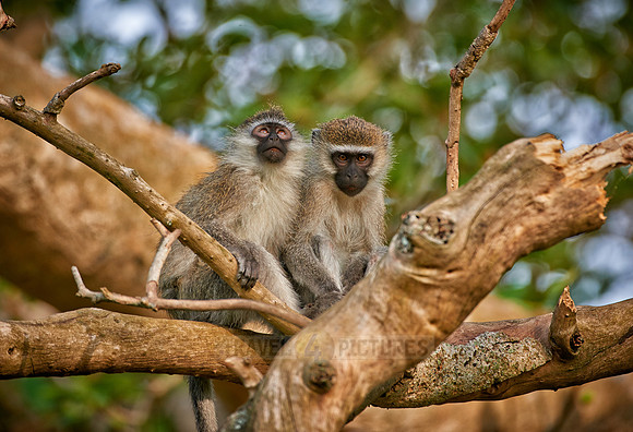 vervet monkey, Chlorocebus