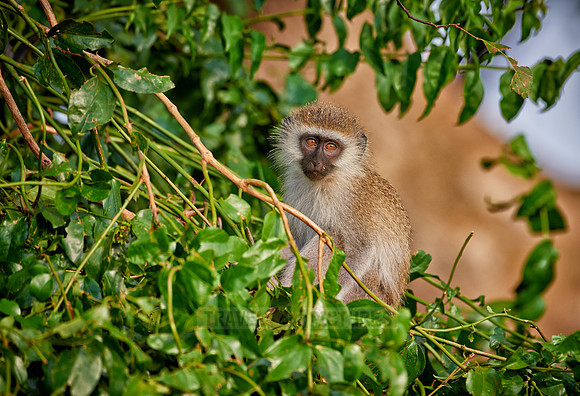 vervet monkey, Chlorocebus