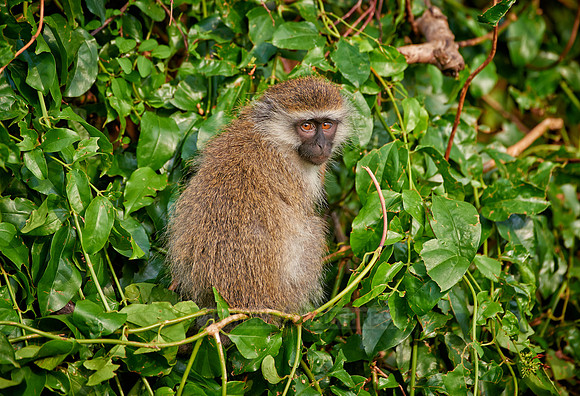 vervet monkey, Chlorocebus