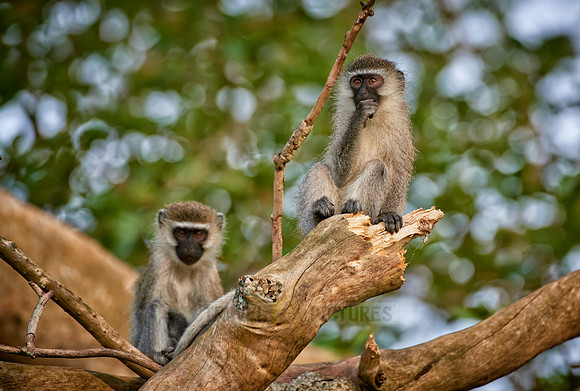 vervet monkey, Chlorocebus
