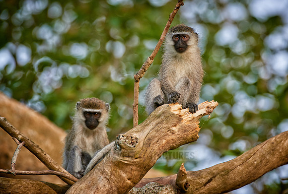 vervet monkey, Chlorocebus