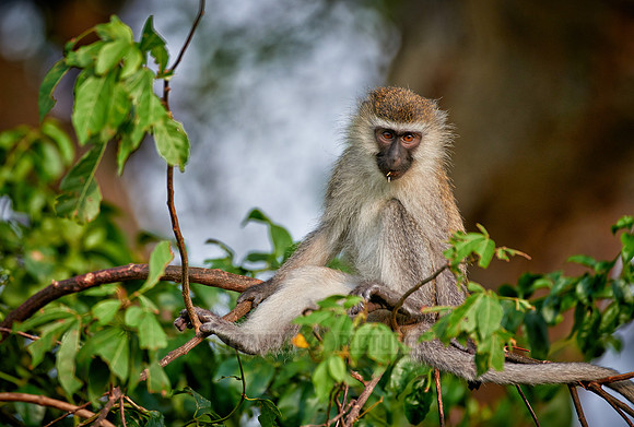 vervet monkey, Chlorocebus
