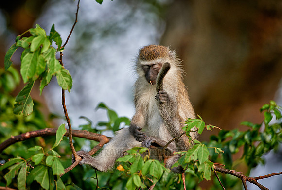 vervet monkey, Chlorocebus