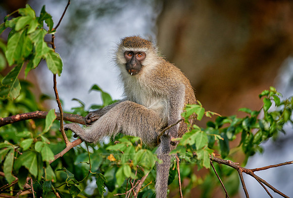 vervet monkey, Chlorocebus