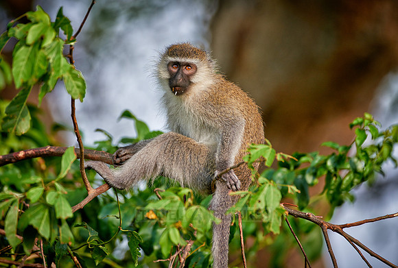 vervet monkey, Chlorocebus