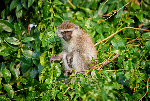 vervet monkey, Chlorocebus