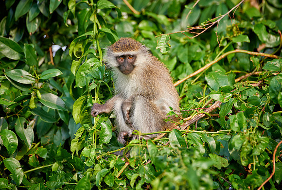 vervet monkey, Chlorocebus