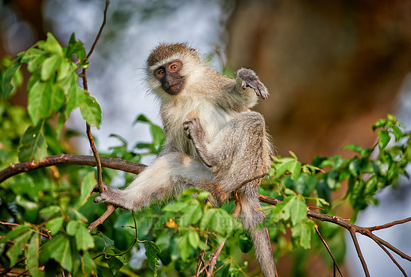 vervet monkey, Chlorocebus