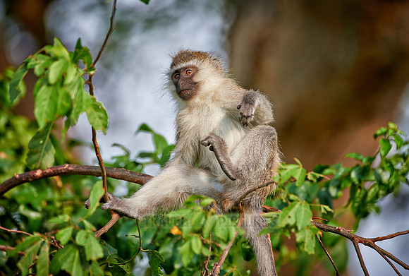vervet monkey, Chlorocebus