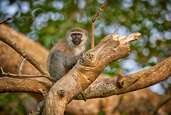 vervet monkey, Chlorocebus