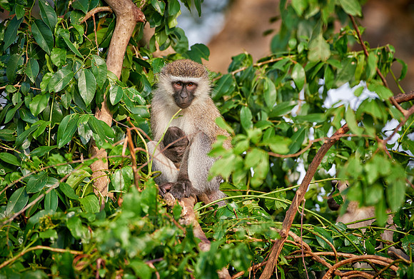 vervet monkey, Chlorocebus