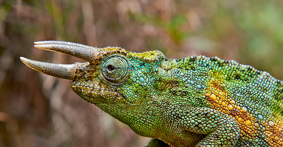 Jackson's three-horned chameleon, Trioceros jacksonii