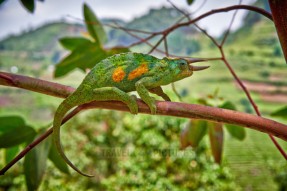 Jackson's three-horned chameleon, Trioceros jacksonii