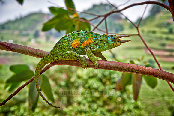 Jackson's three-horned chameleon, Trioceros jacksonii